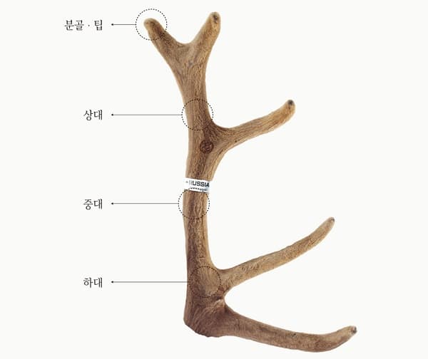 녹용 부위 안내