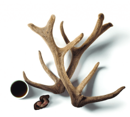 녹용 (鹿茸)
