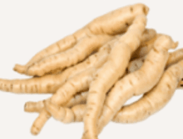 생지황 (生地黃)